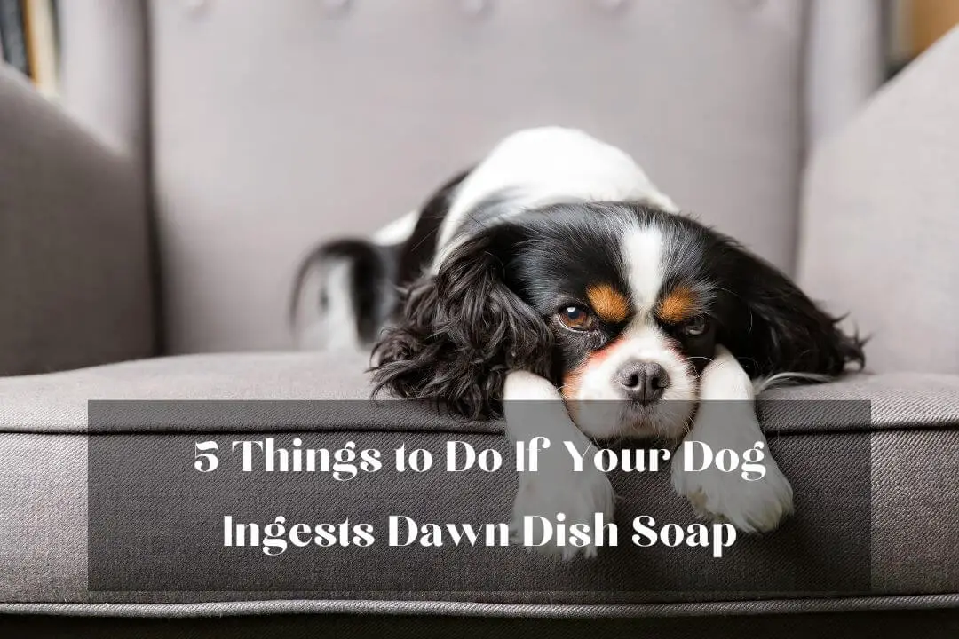 Is Dawn Dish Soap Safe for Dogs if Swallowed? Pet Feeder Tips