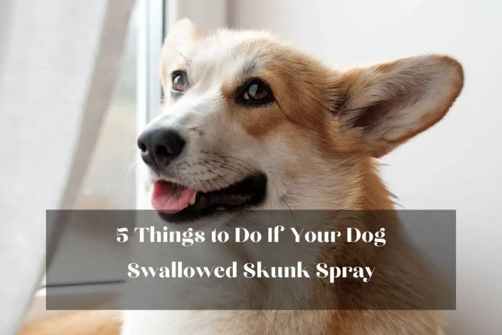 5 Things to Do If Your Dog Swallowed Skunk Spray