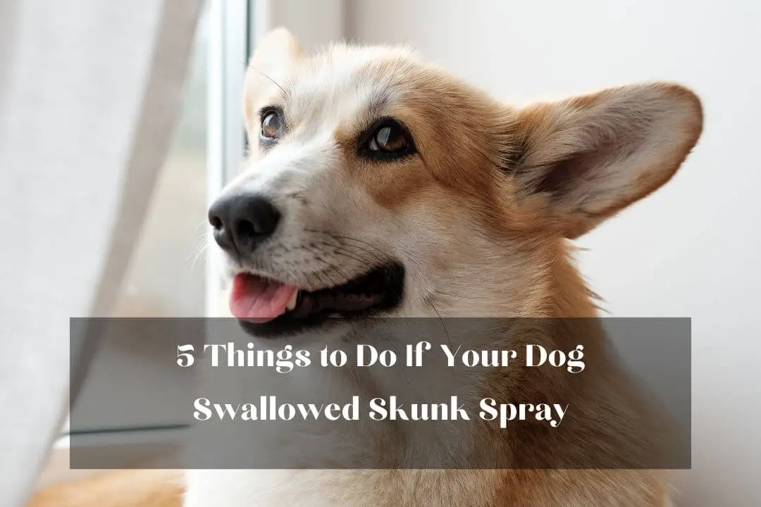 Dog Swallowed Skunk Spray 5 Do's, 7 Risks, & 3 Tips