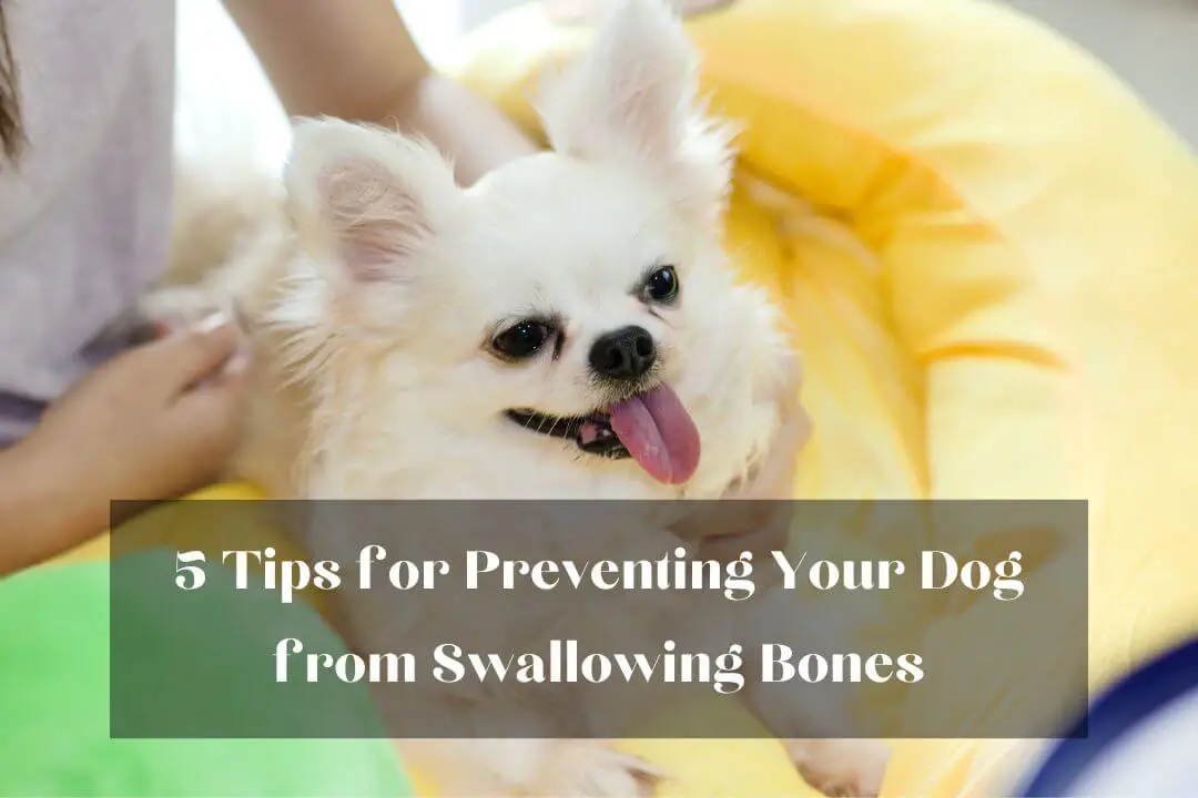 My Dog Swallowed a Beef Bone Without Chewing 5 Do's & Don'ts