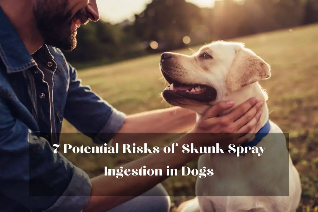 Dog Swallowed Skunk Spray 5 Do's, 7 Risks, & 3 Tips