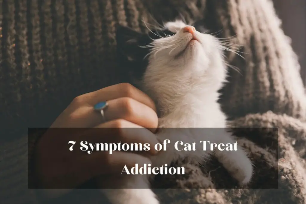 7 Symptoms of Cat Treat Addiction