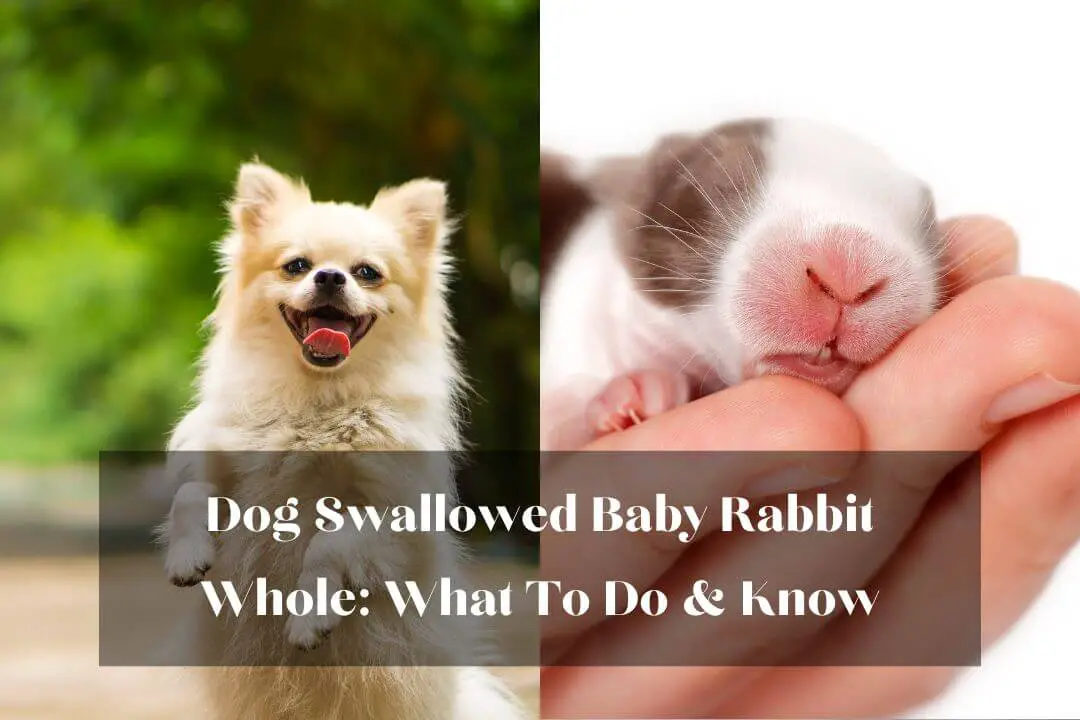 Dog Swallowed Baby Rabbit Whole What To Do & Know
