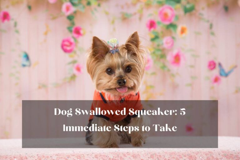 Dog Swallowed Squeaker Here's What to Do