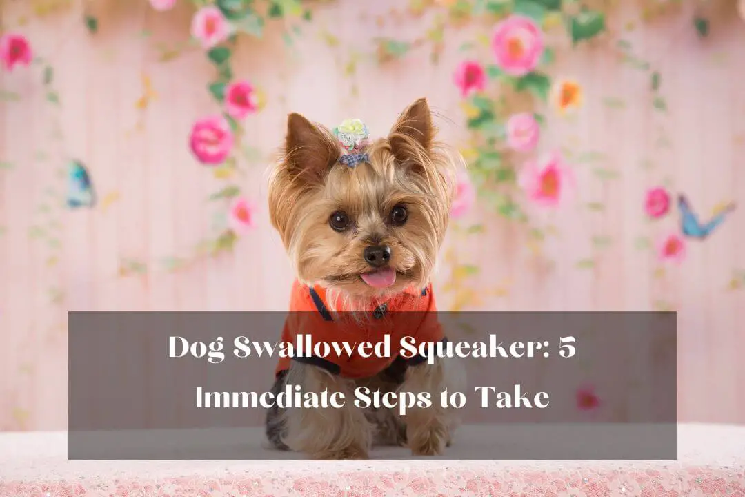 Dog Swallowed Squeaker Here's What to Do