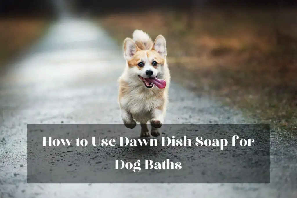 How to Use Dawn Dish Soap for Dog Baths