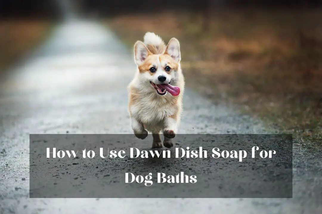 Is Dawn Dish Soap Safe for Dogs if Swallowed? Pet Feeder Tips
