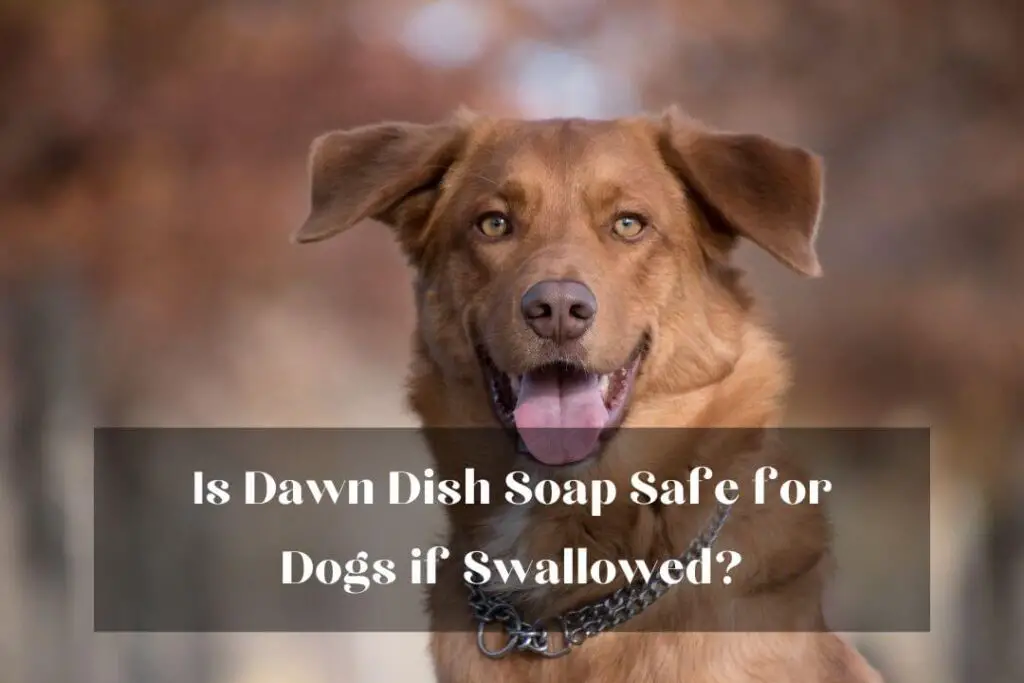 Is Dawn Dish Soap Safe for Dogs if Swallowed?