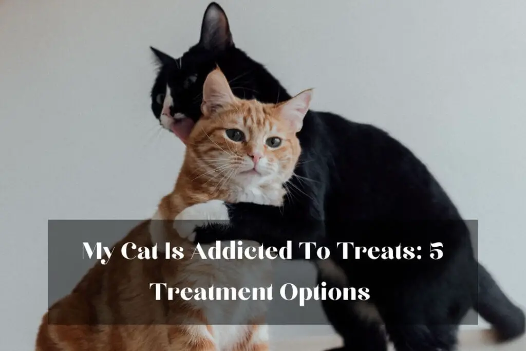 My Cat Is Addicted To Treats: 5 Treatment Options 