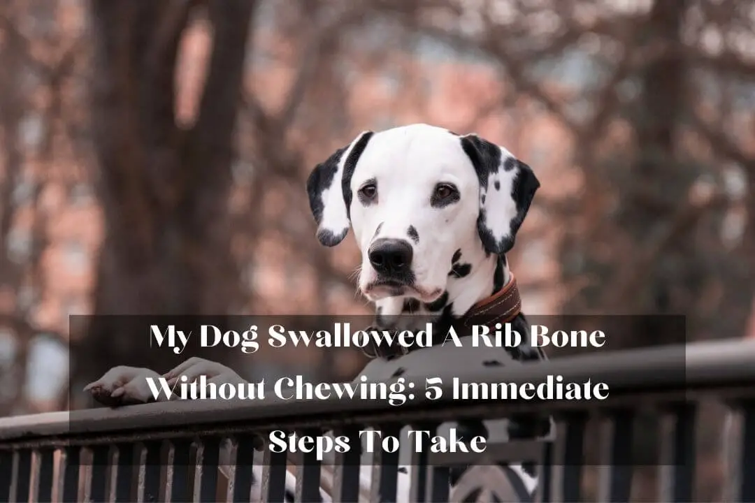 My Dog Swallowed A Rib Bone Without Chewing 5 Immediate Steps To Take