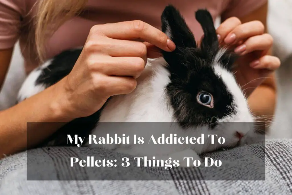 My Rabbit Is Addicted To Pellets: 3 Things To Do