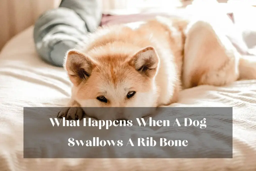 What Happens When A Dog Swallows A Rib Bone