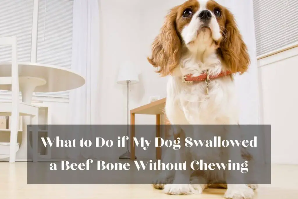 What to Do if My Dog Swallowed a Beef Bone Without Chewing