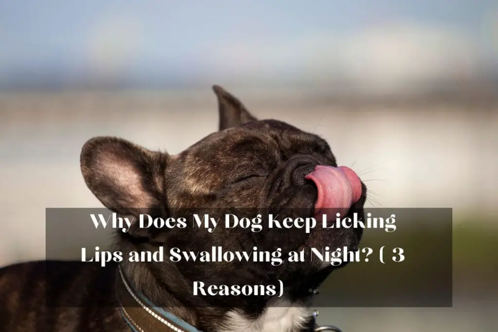 Why Does My Dog Keep Licking Lips and Swallowing at Night? ( 3 Reasons)  